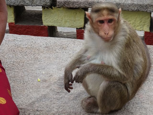 Mysore
